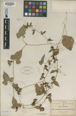 Cyclanthera pringlei image