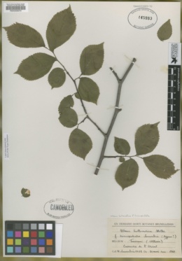 Image of Ulmus hollandica