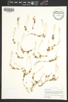 Image of Draba pennellii