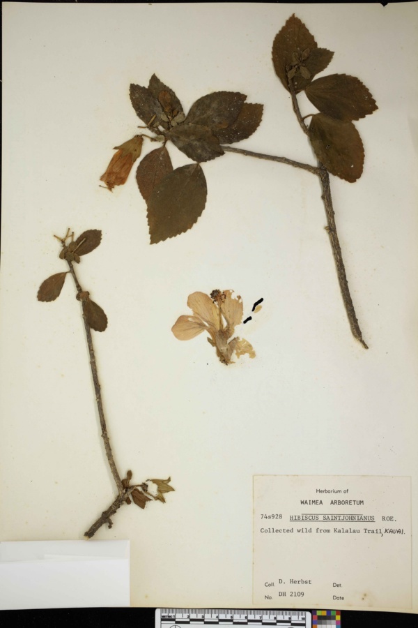 Hibiscus saintjohnianus image
