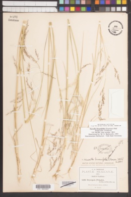 Nassella linearifolia image