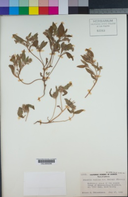 Phacelia humilis var. dudleyi image