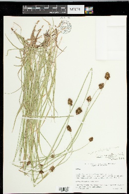 Carex microptera image