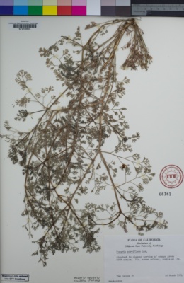 Image of Fumaria parviflora