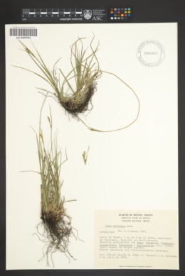 Image of Carex schiedeana