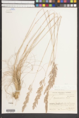 Image of Agrostis curtisii