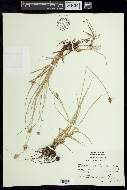 Carex xalapensis image