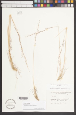 Nassella tenuis image