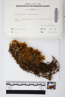 Dicranum speirophyllum image