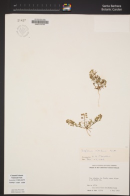 Lepidium nitidum image