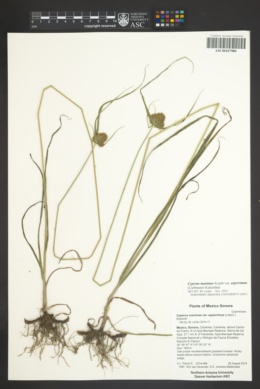 Cyperus manimae var. asperrimus image