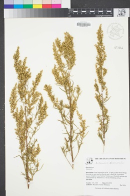 Image of Artemisia dracunculus