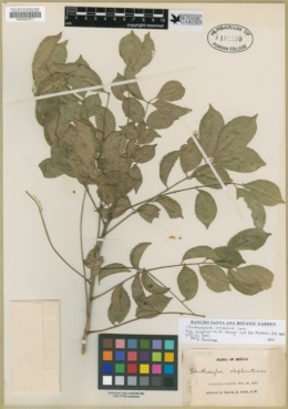Zanthoxylum caribaeum image