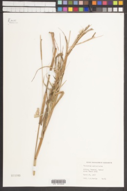 Pennisetum pedicellatum image