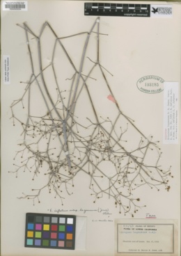 Image of Eriogonum lagunense