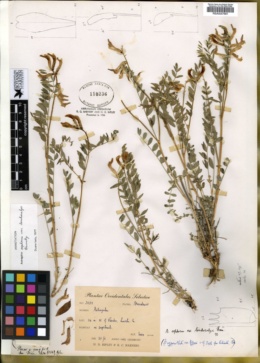 Astragalus oophorus var. lonchocalyx image