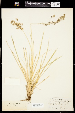 Image of Deschampsia alpicola