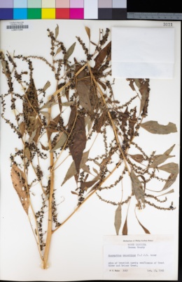 Image of Amaranthus cannabinus