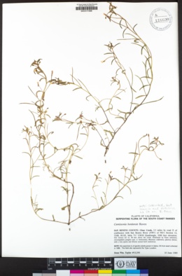 Camissonia benitensis image
