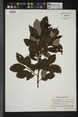 Salix macrophylla image
