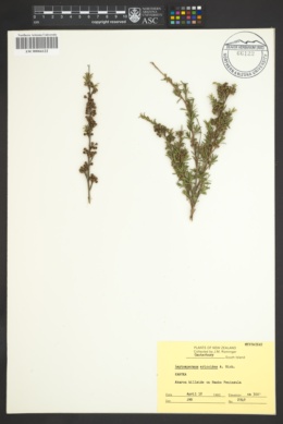 Leptospermum ericoides image