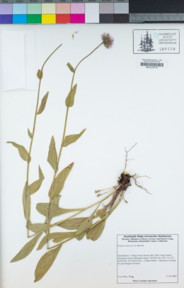Erigeron aliceae image