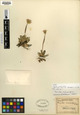 Image of Primula incana