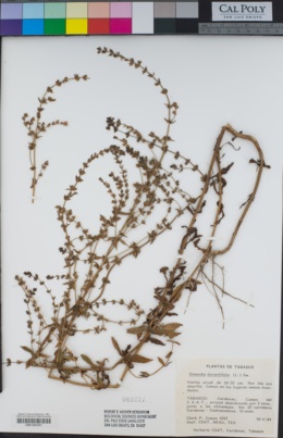 Stemodia durantifolia image