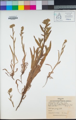Amsinckia spectabilis var. spectabilis image