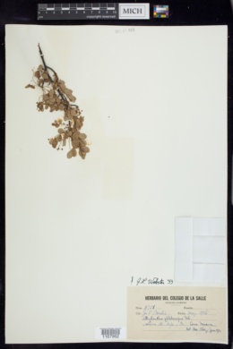 Phyllanthus phlebocarpus image