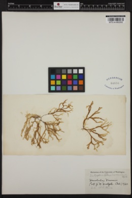 Dictyosphaerium planctonicum image