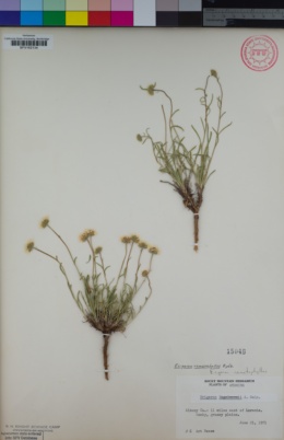 Image of Erigeron nematophyllus