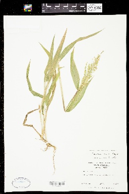 Brachiaria ramosa image