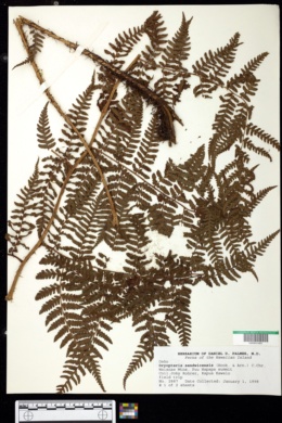 Image of Dryopteris sandwicensis