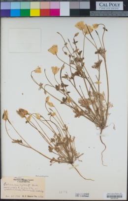 Eschscholzia hypecoides image
