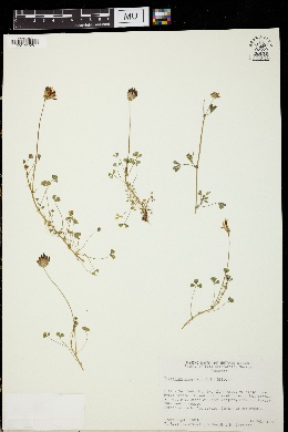 Trifolium wigginsii image