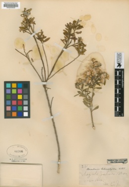 Baccharis heterophylla image