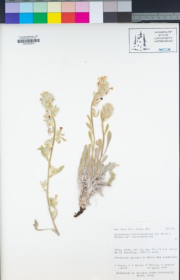 Image of Oreocarya fulvocanescens
