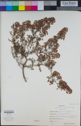 Erica herbacea image