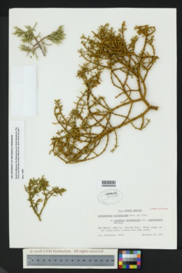 Phoradendron capitellatum image