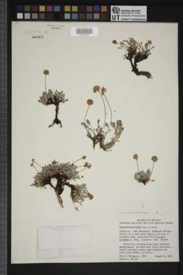 Eriogonum kingii image