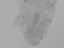 Platicrista cheleusis image