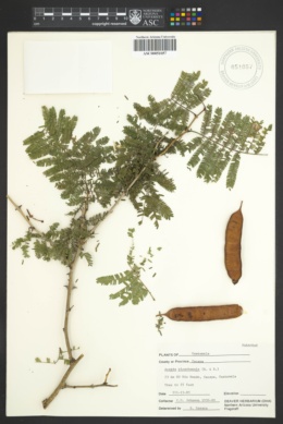 Image of Senegalia picachensis