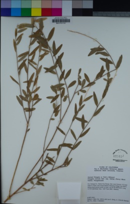 Polygala cornuta var. fishiae image