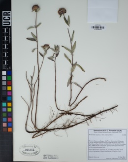 Monardella hypoleuca subsp. hypoleuca image