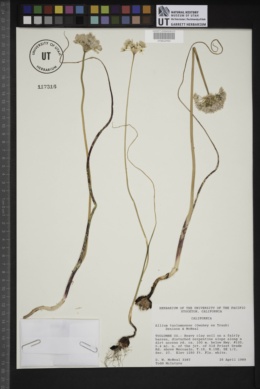 Allium tuolumnense image