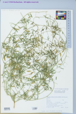 Image of Vicia exigua