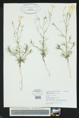 Ipomopsis longiflora subsp. australis image