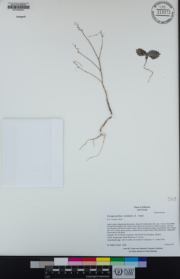 Streptanthus breweri image