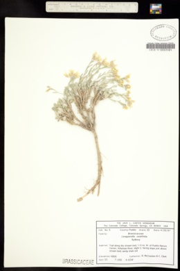 Image of Lesquerella ovalifolia